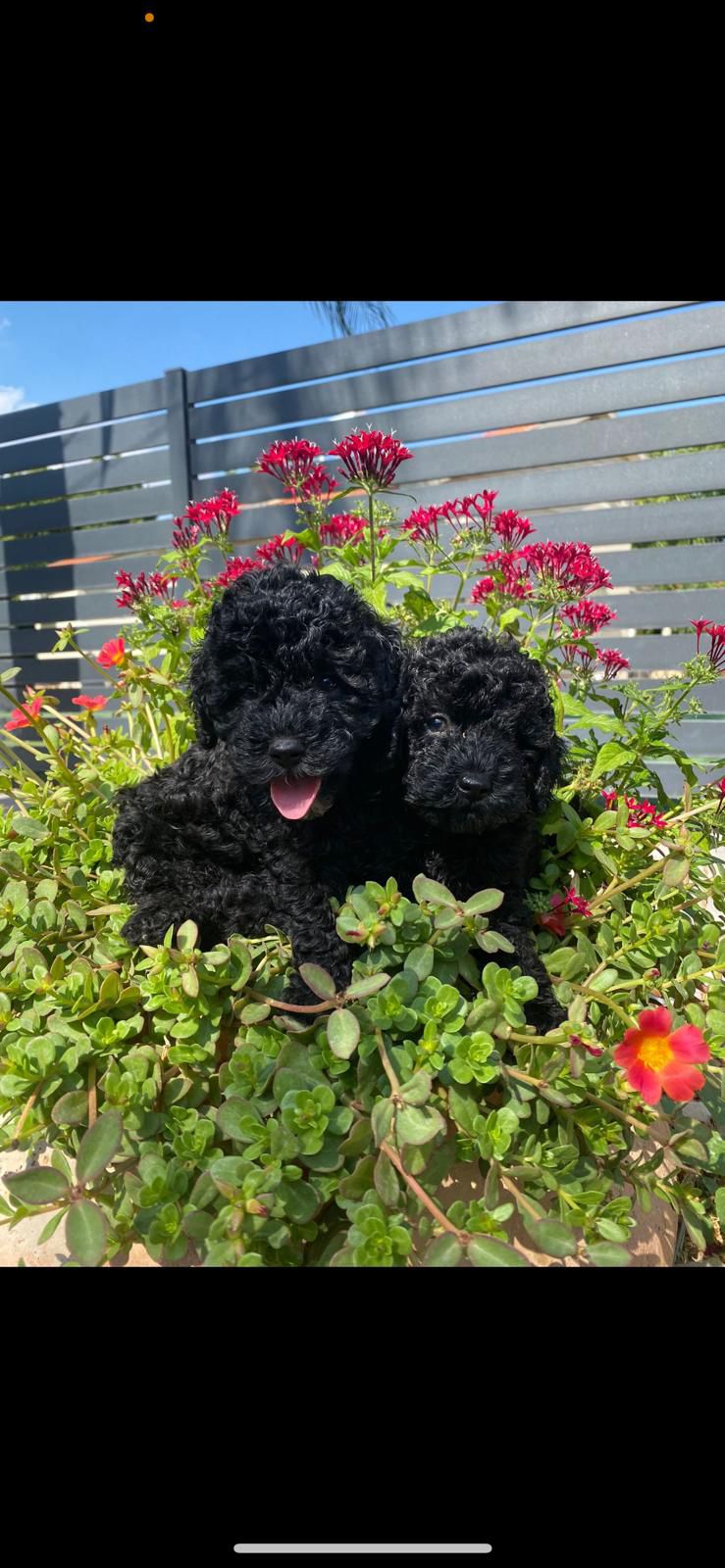 פודל טוי שחור